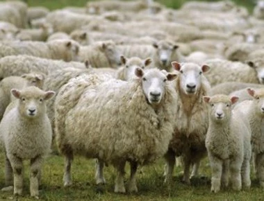 Ο βοσκός από το Βαρθολομιό που τρελαίνει το Facebook με τα πρόβατά του έγινε viral (φωτο)